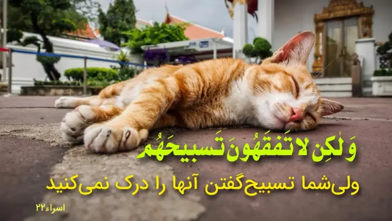 گربهای آرام در کنار آیه «ولی تسبیح آنها را درک نمیکنید» از سوره اسراء